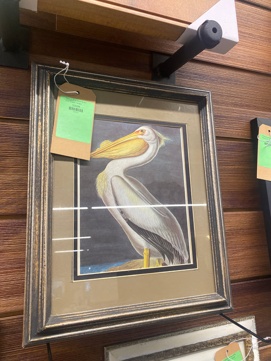 'American White Pelican' by John James Audubon *donated