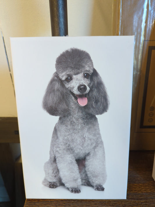 Happy Toy Poodle Dog - Wrapped Canvas Photograph